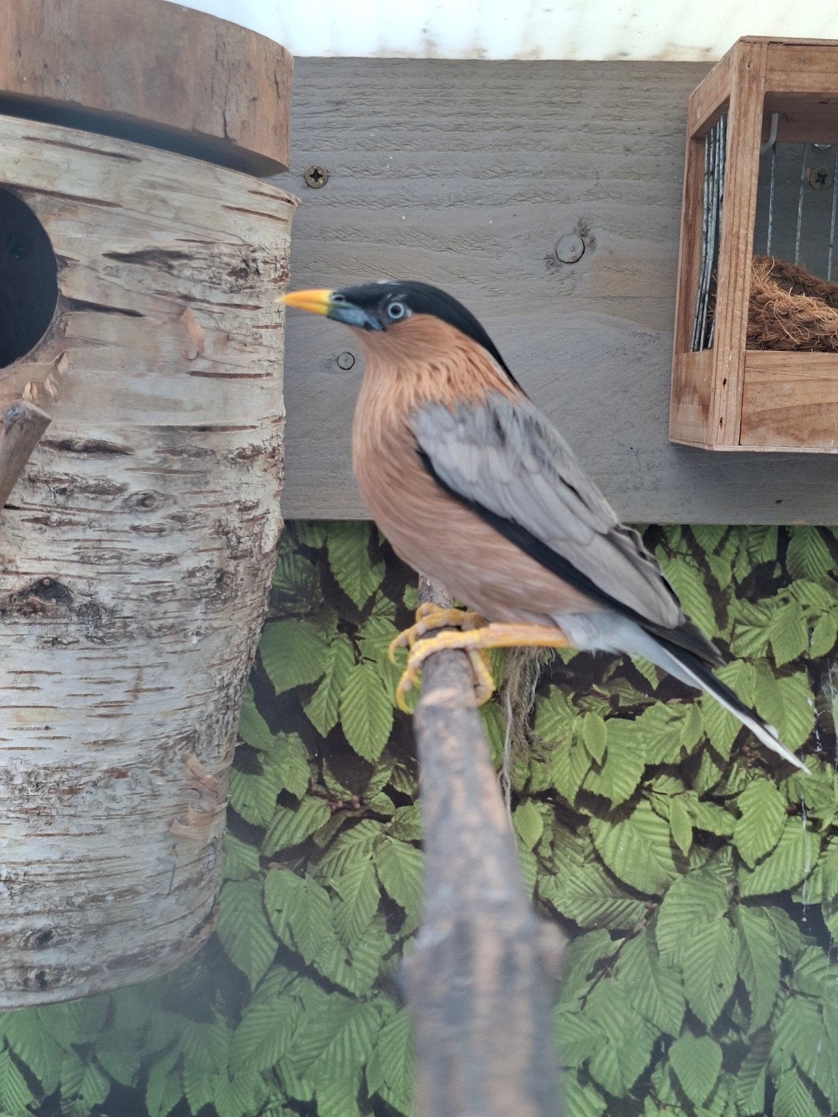 Koppel Pagode spreeuwen, Dieren en Toebehoren, Vogels | Overige Vogels, Meerdere dieren, Geringd