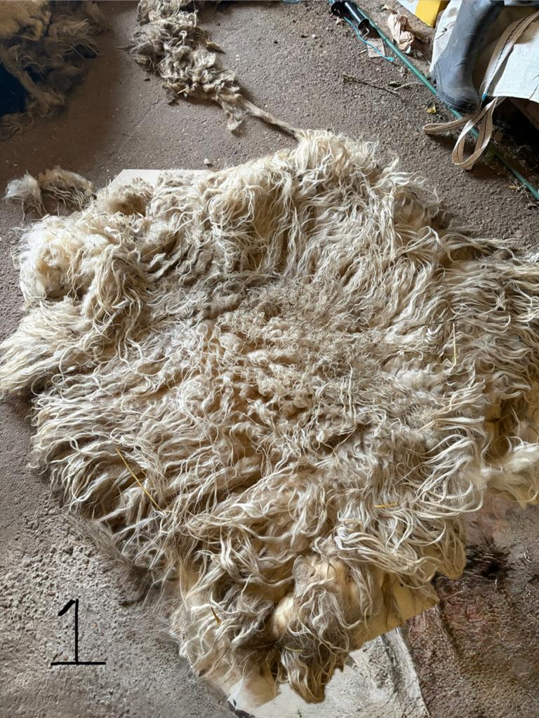 Schapenvacht Drentsheide schaap, Ophalen, Zo goed als nieuw