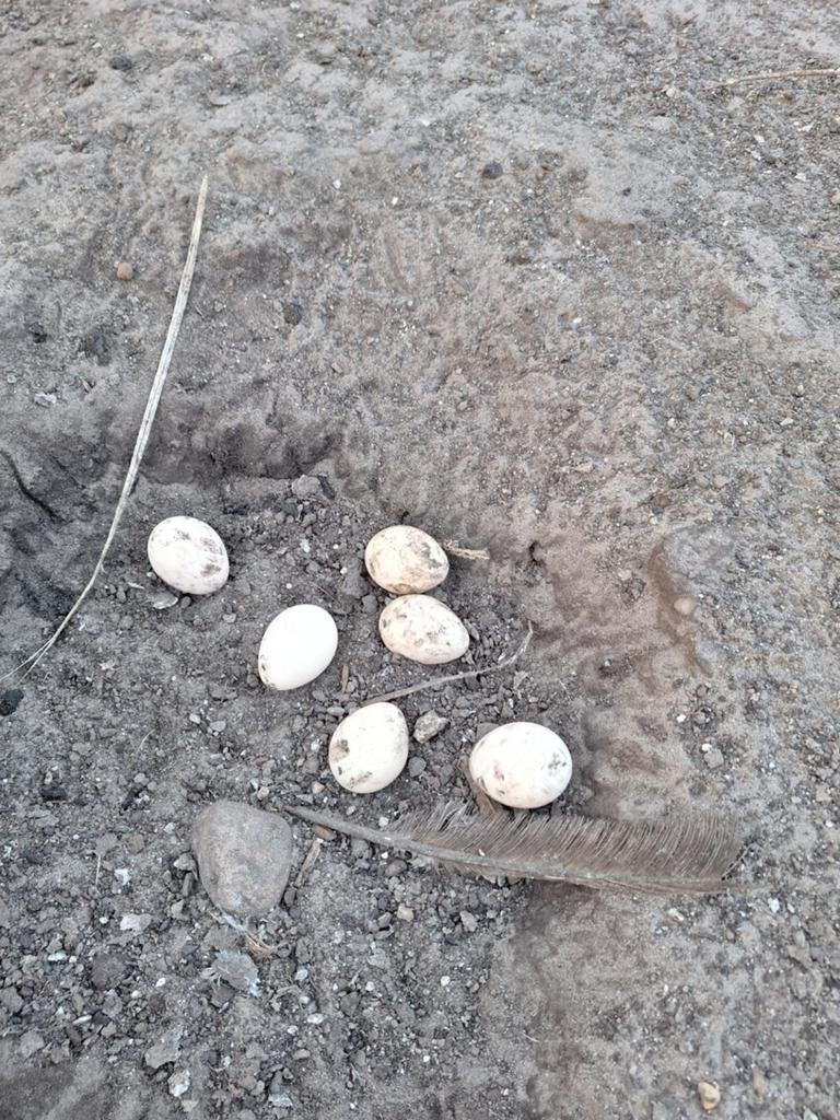 Pauw eieren, Dieren en Toebehoren, Pluimvee
