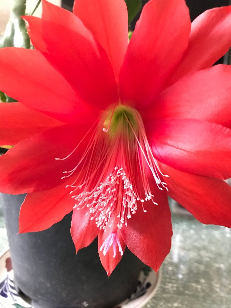 epiphyllum cactus ackermannii gewortelde stekken, Minder dan 100 cm, Bloeiende kamerplant, Halfschaduw, Ophalen of Verzenden