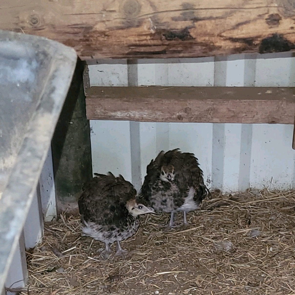 pauwen te koop, Meerdere dieren, Overige soorten