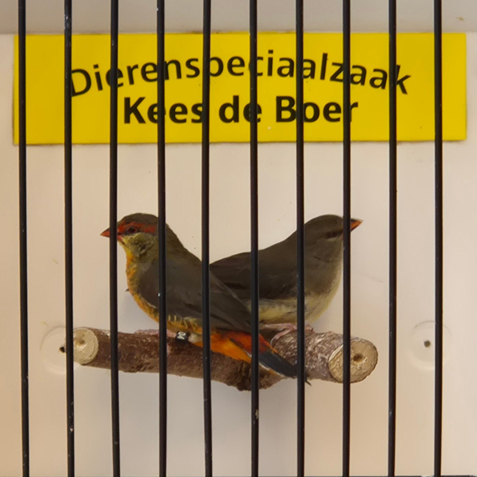 Koppeltje goudbuikjes, Meerdere dieren, Geringd