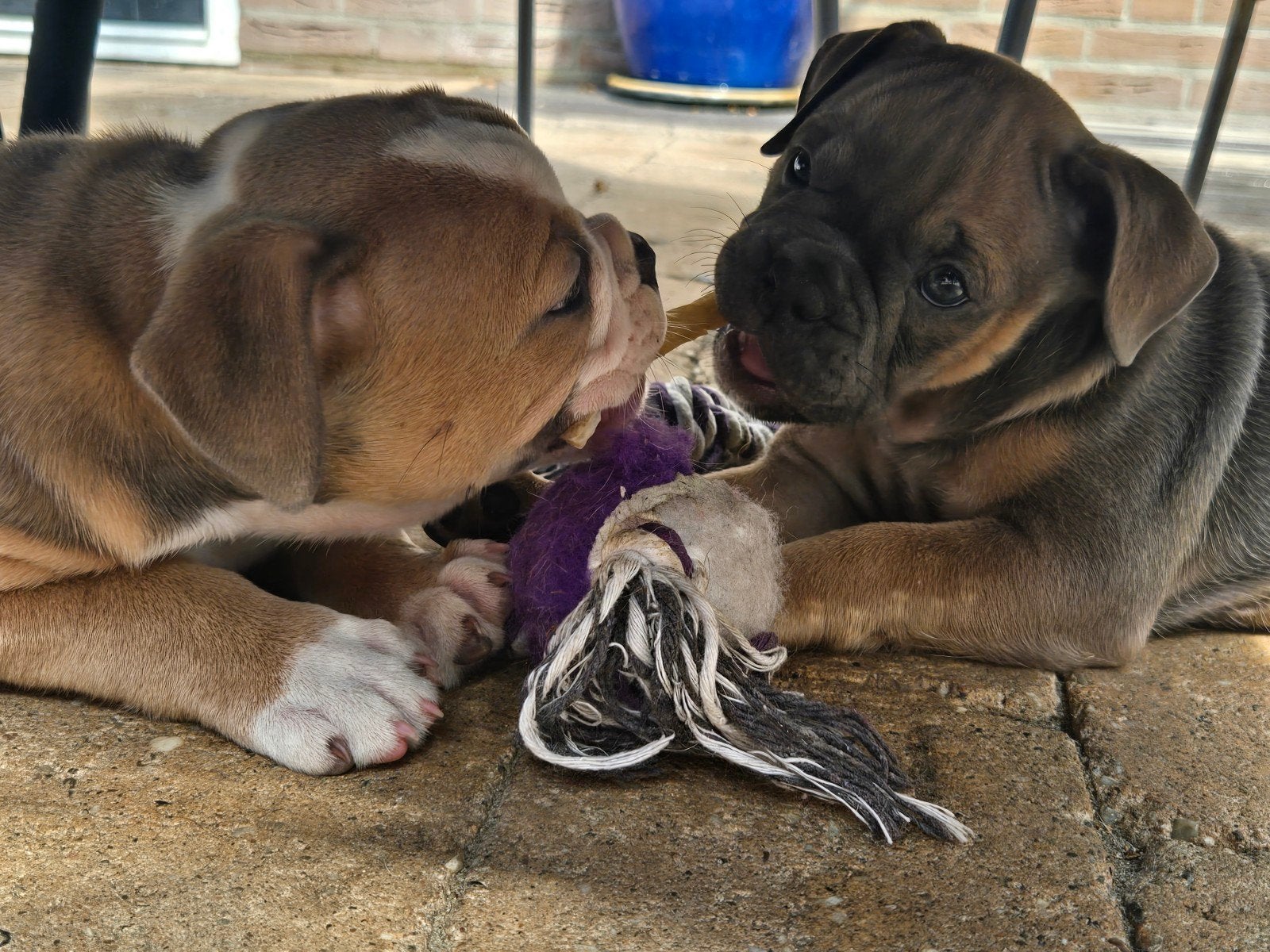Old english bulldog pups (2 teefjes), 8 tot 15 weken, Bulldog, Meerdere, Meerdere dieren