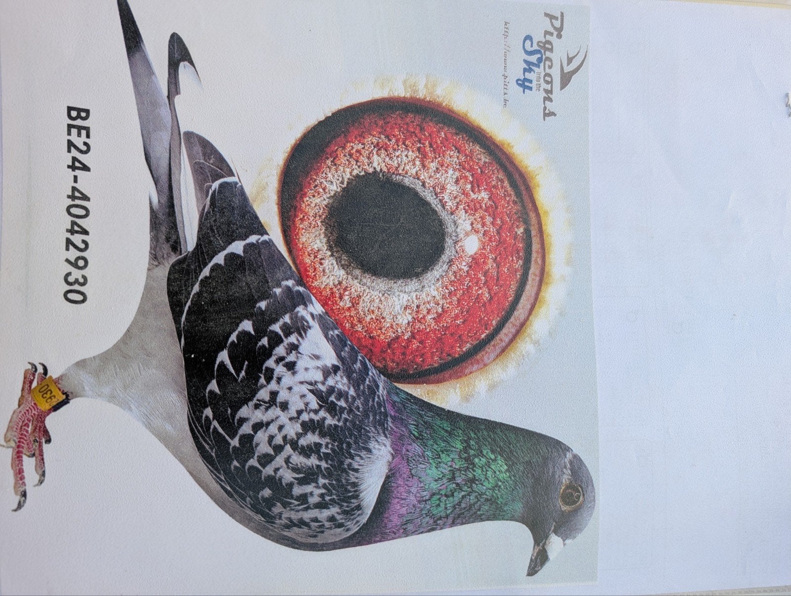 mooie doffer tekoop, Dieren en Toebehoren, Vogels | Duiven, Mannelijk, Postduif