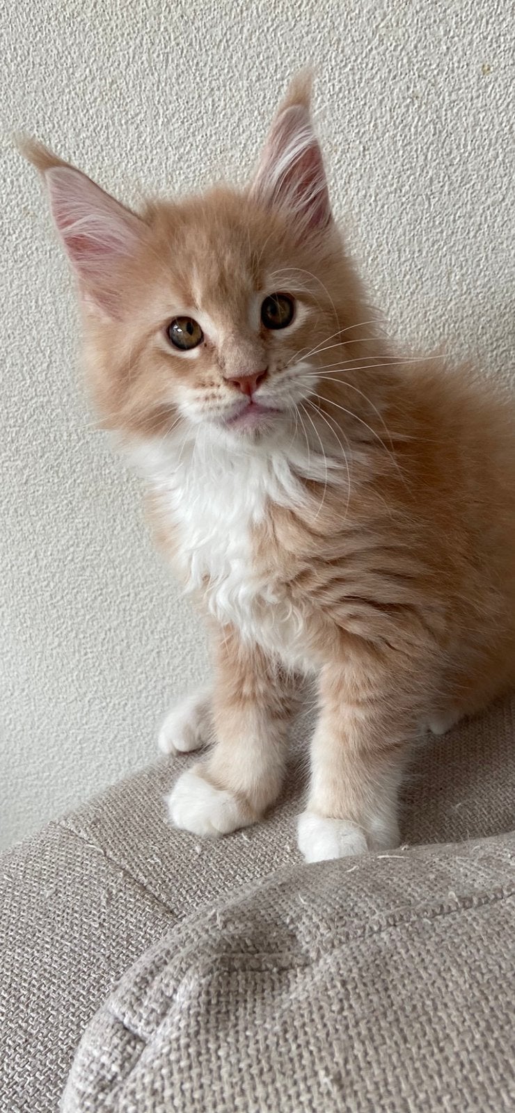 Superlief maine coon katertje met stamboom, Kater, Met stamboom