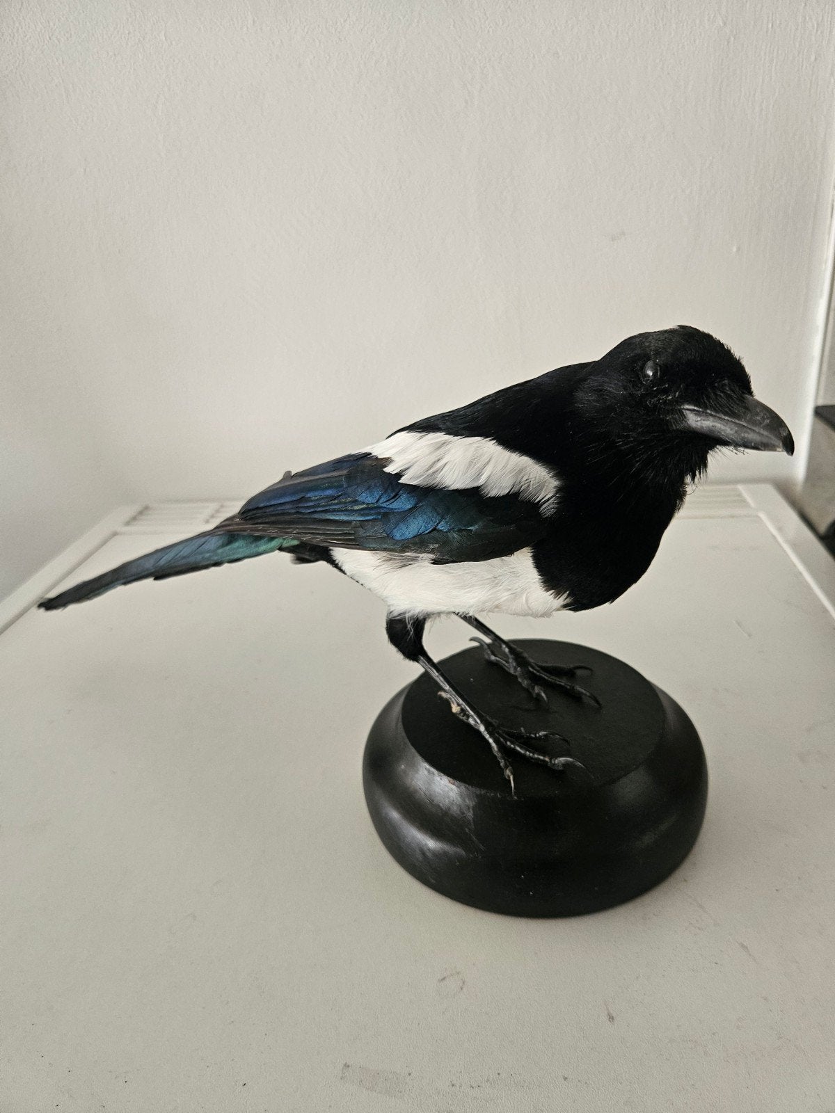Taxidermie mooi opgezette vogel wunderkammer, Ophalen of Verzenden, Zo goed als nieuw, Vogel, Opgezet dier