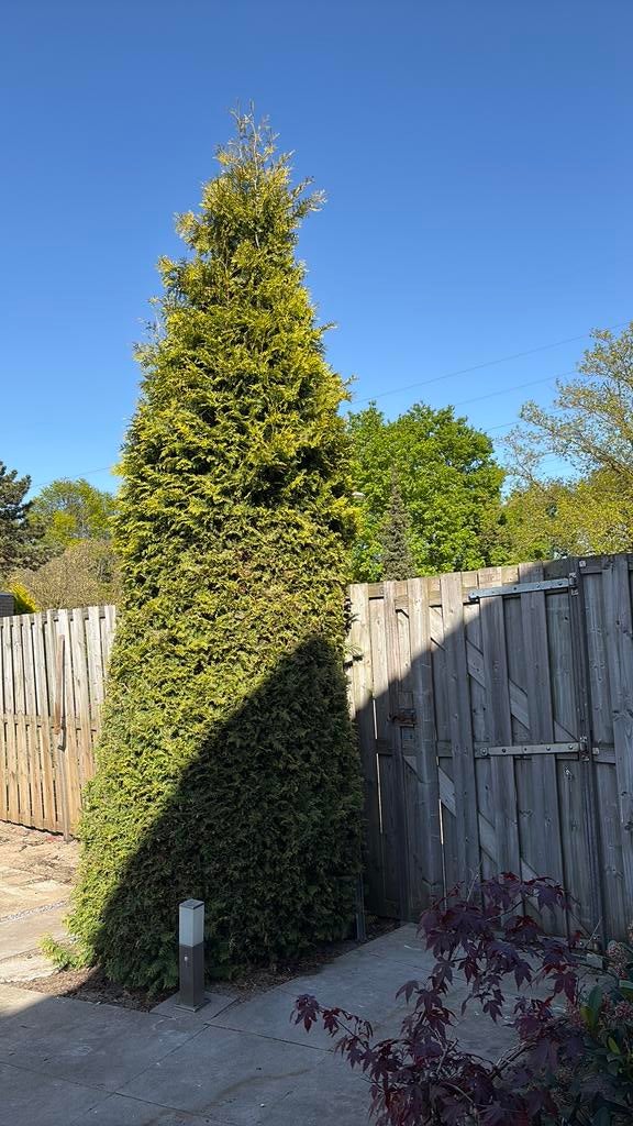 Conifeer hoog  (Thuja occidentalis), Tuin en Terras, Ophalen, Bloeit niet, Halfschaduw, Overige soorten