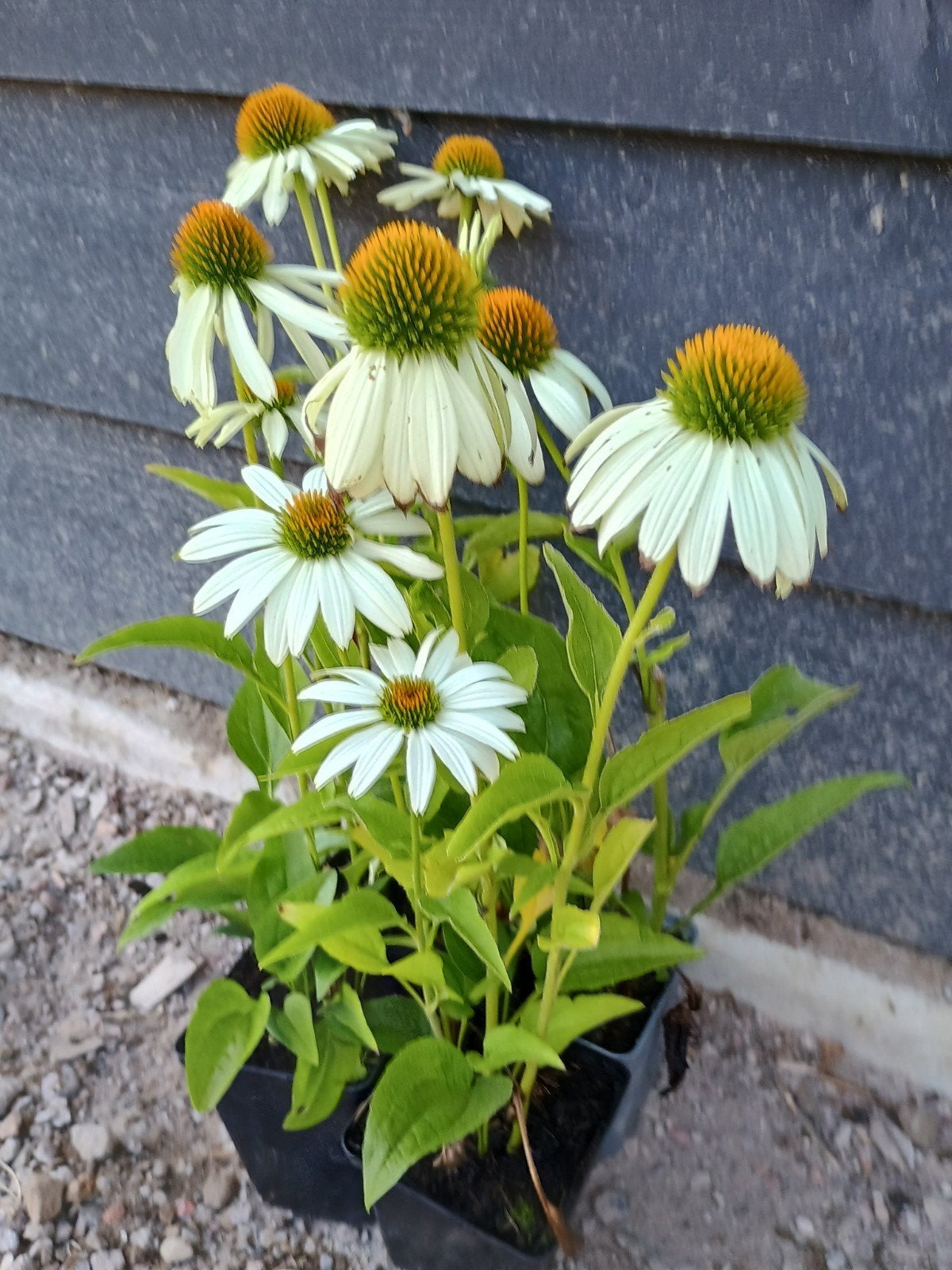 Echinacea 'White Swan' in p9 pot - Witte Zonnehoed, Volle zon, Vaste plant, Zomer, Ophalen