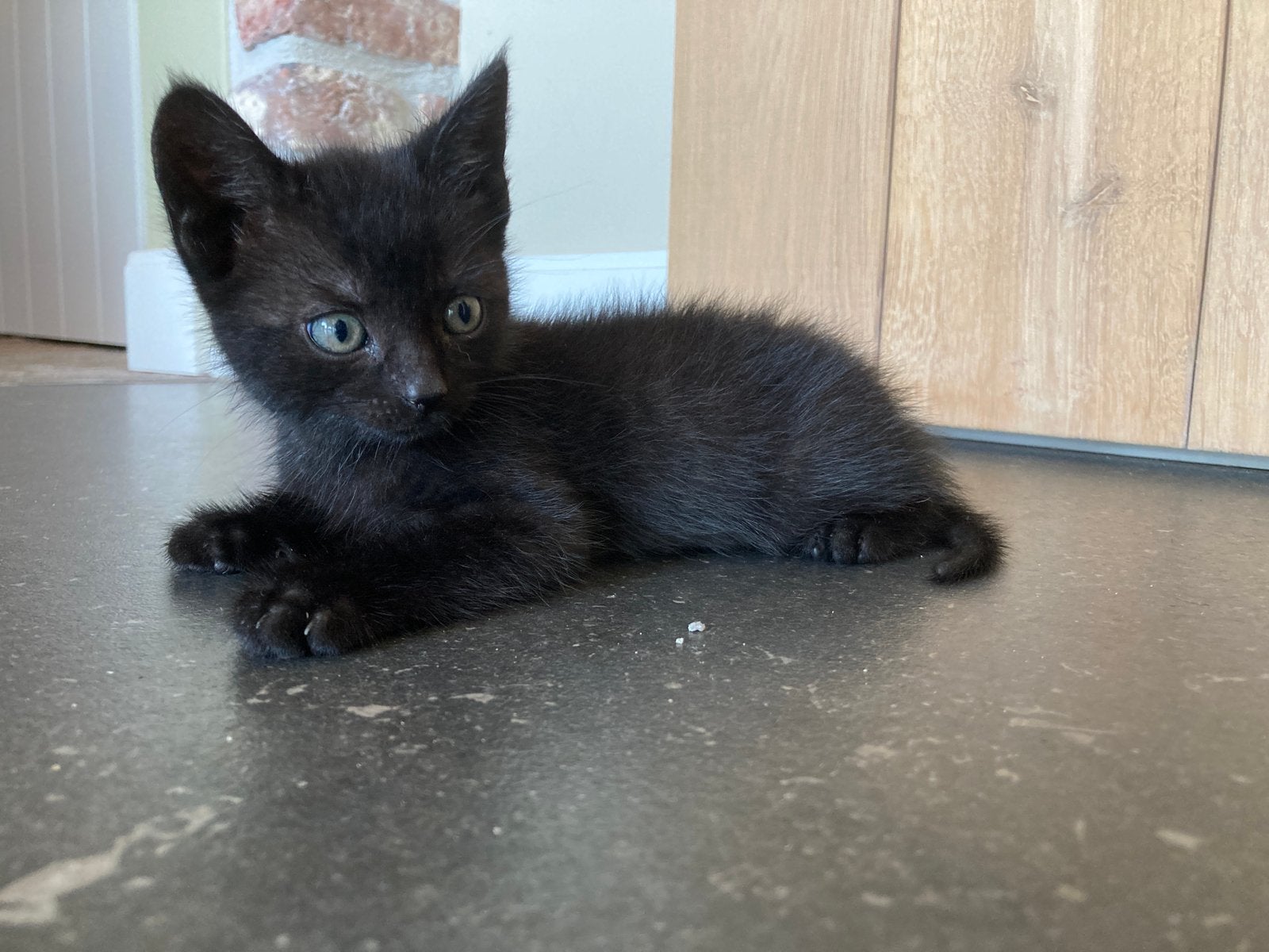 Zeer tamme sociale boerderij kittens va €45, Dieren en Toebehoren, Katten en Kittens | Overige Katten, Meerdere dieren