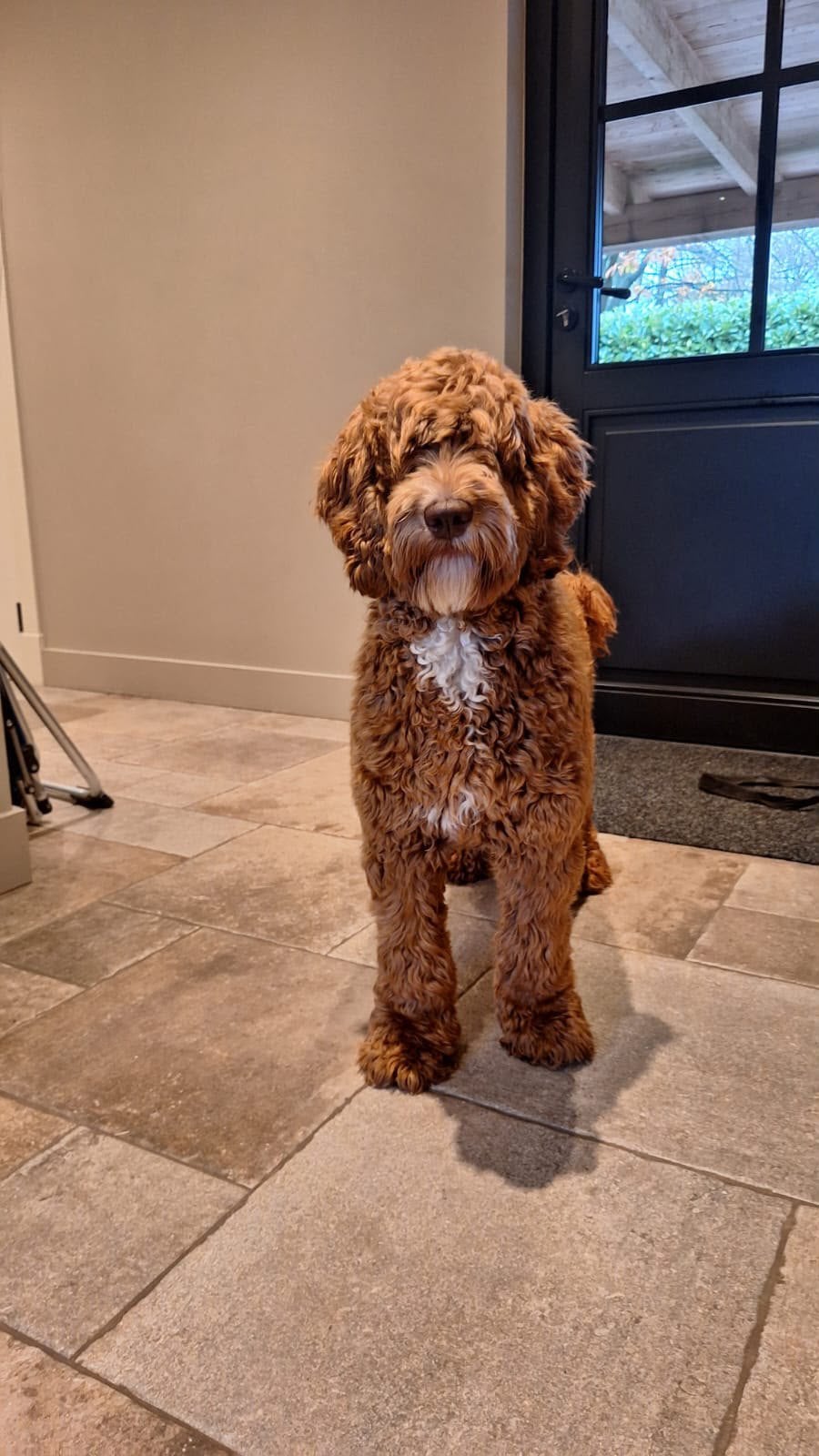 Australian labradoodle x double doodle medium, 8 tot 15 weken, Meerdere, Meerdere dieren, Middel