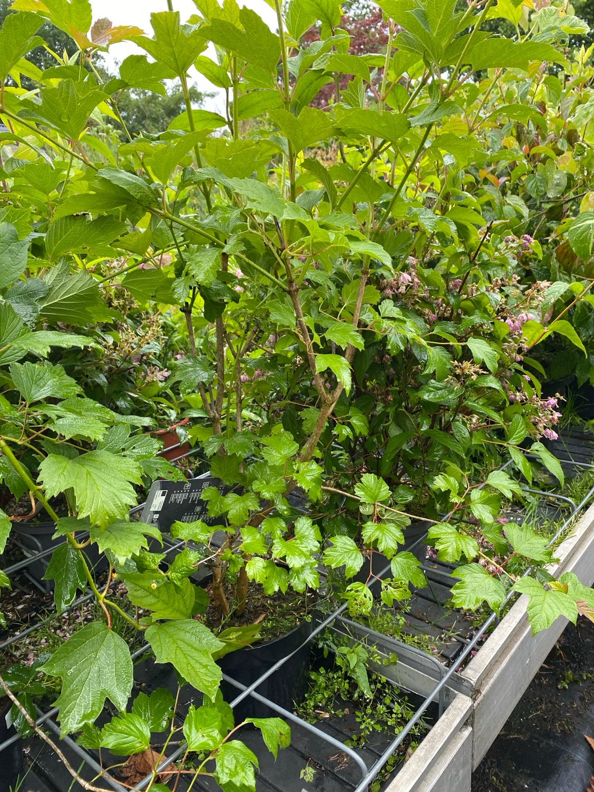 Viburnum opulus - Gelderse Roos, Volle zon, Vaste plant, Lente, Ophalen