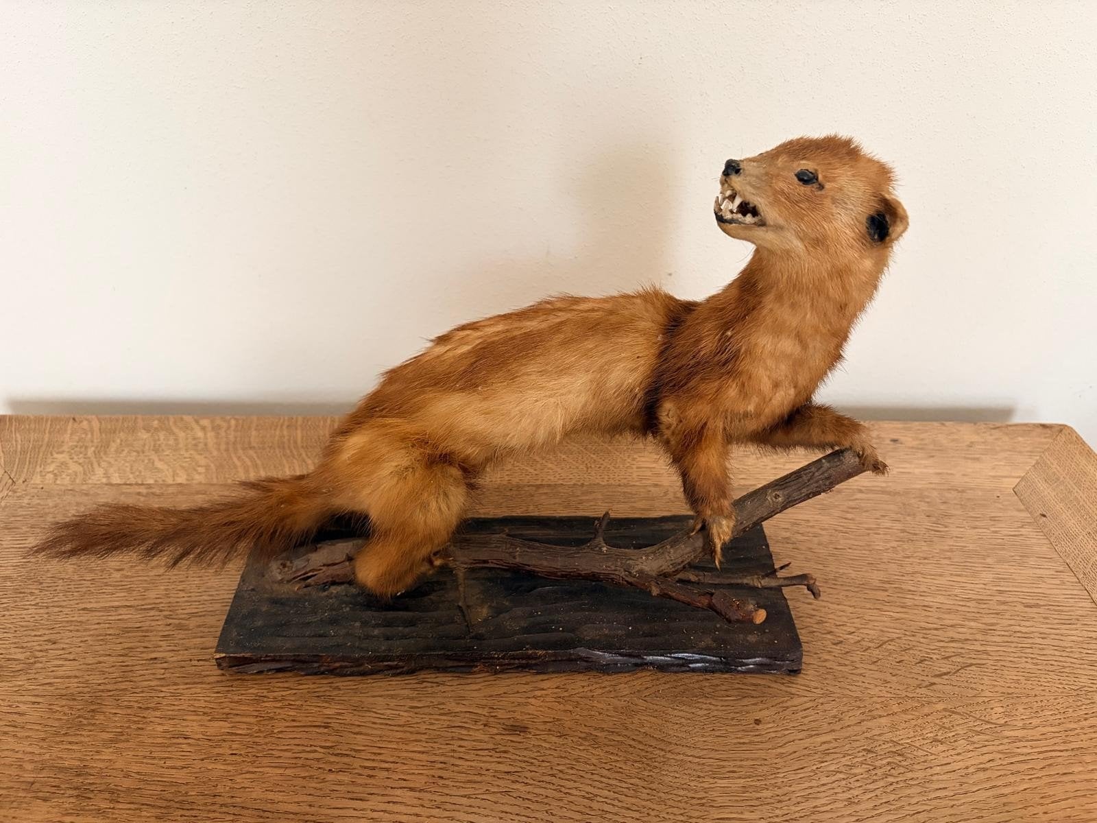 opgezette marter taxidermie, Verzamelen, Ophalen, Vogel, Opgezet dier