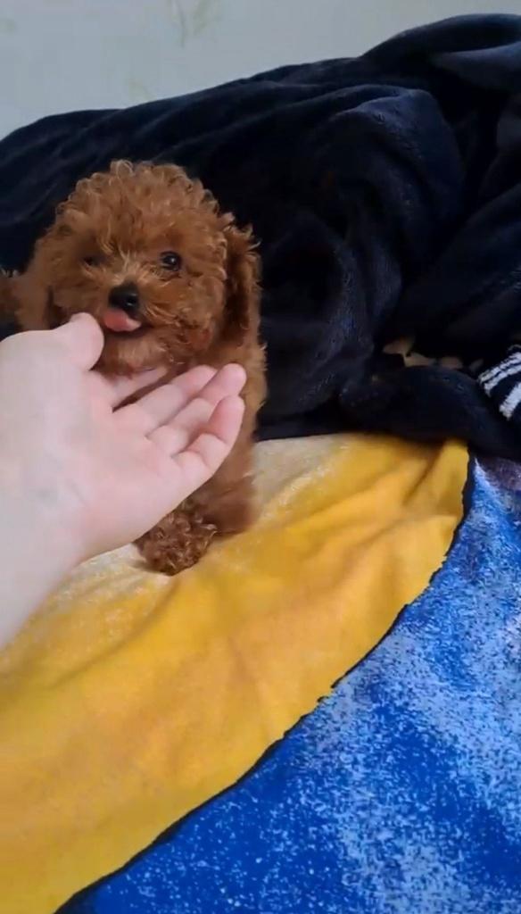 Toypoedel puppy's (2 teefjes), Dieren en Toebehoren, Honden | Chihuahua's en Gezelschapshonden, Poedel, Particulier, 15 weken tot 1 jaar