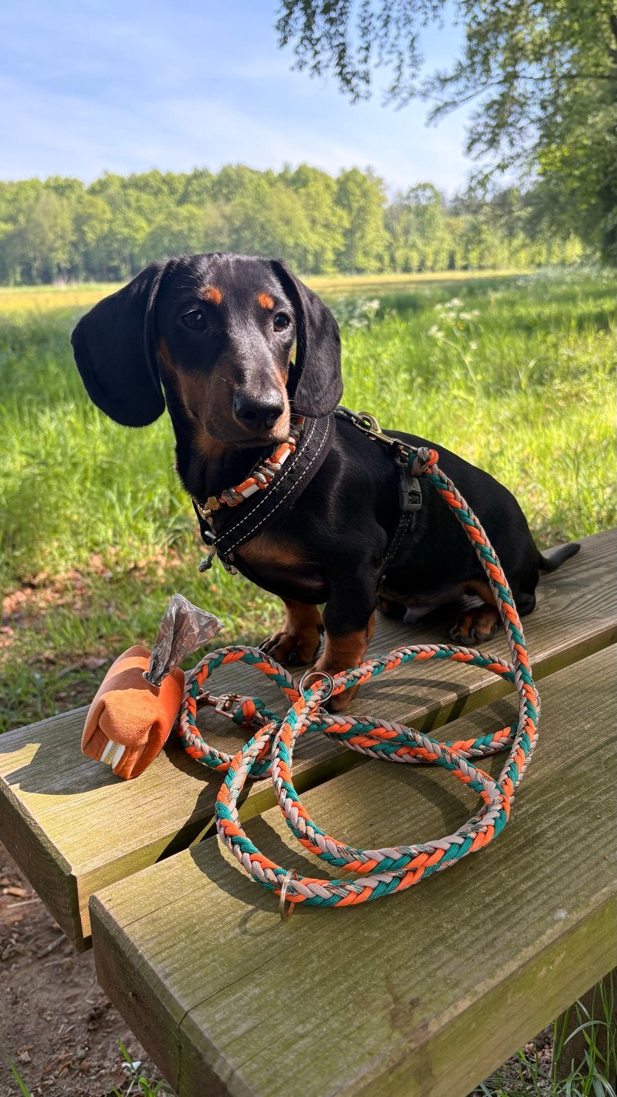 Gouden mandje gezond voor onze lieve teckel Jacky, Standaard, 15 weken tot 1 jaar, Reu, Korthaar