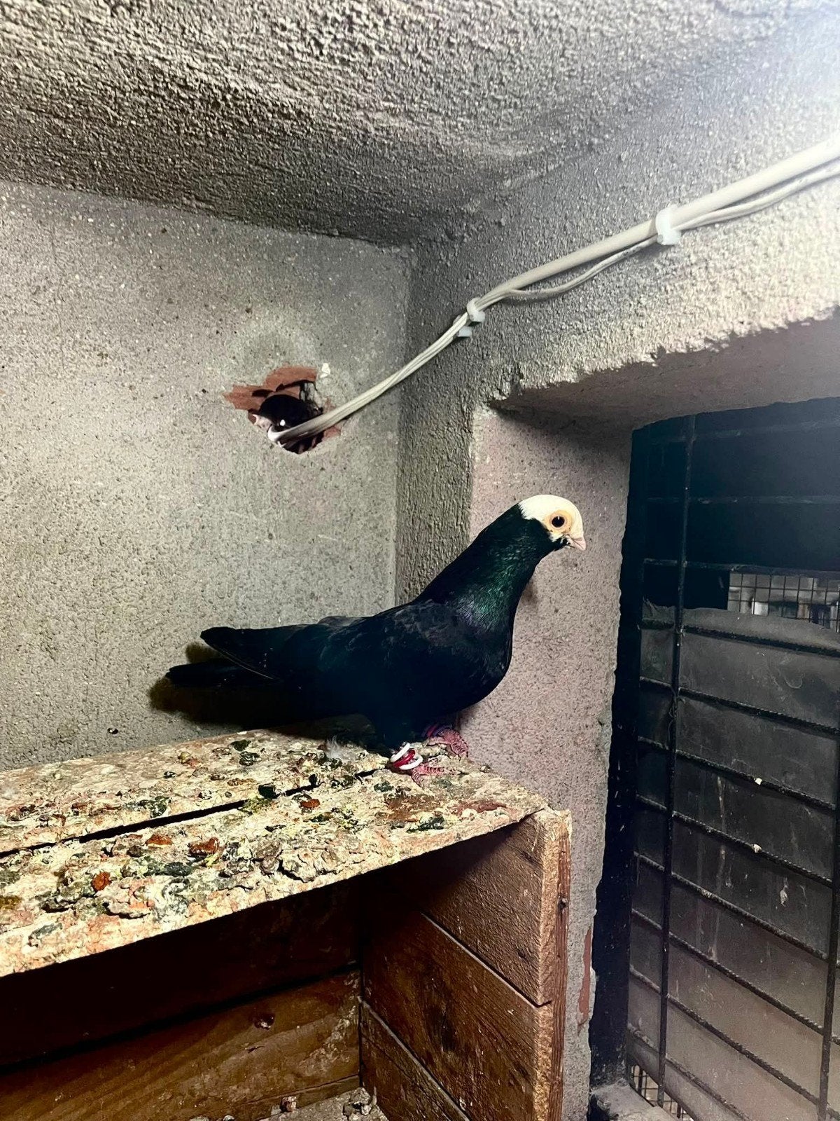ik ben op zoek Baska duiven, Meerdere dieren, Overige soorten