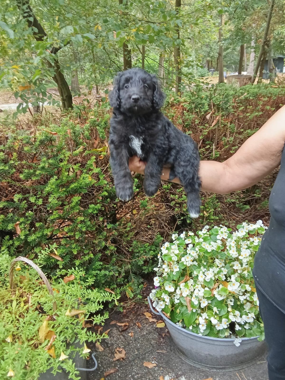 Bordoodle, Dieren en Toebehoren, Honden | Herdershonden en Veedrijvers, 8 tot 15 weken, Collie, Meerdere, Meerdere dieren