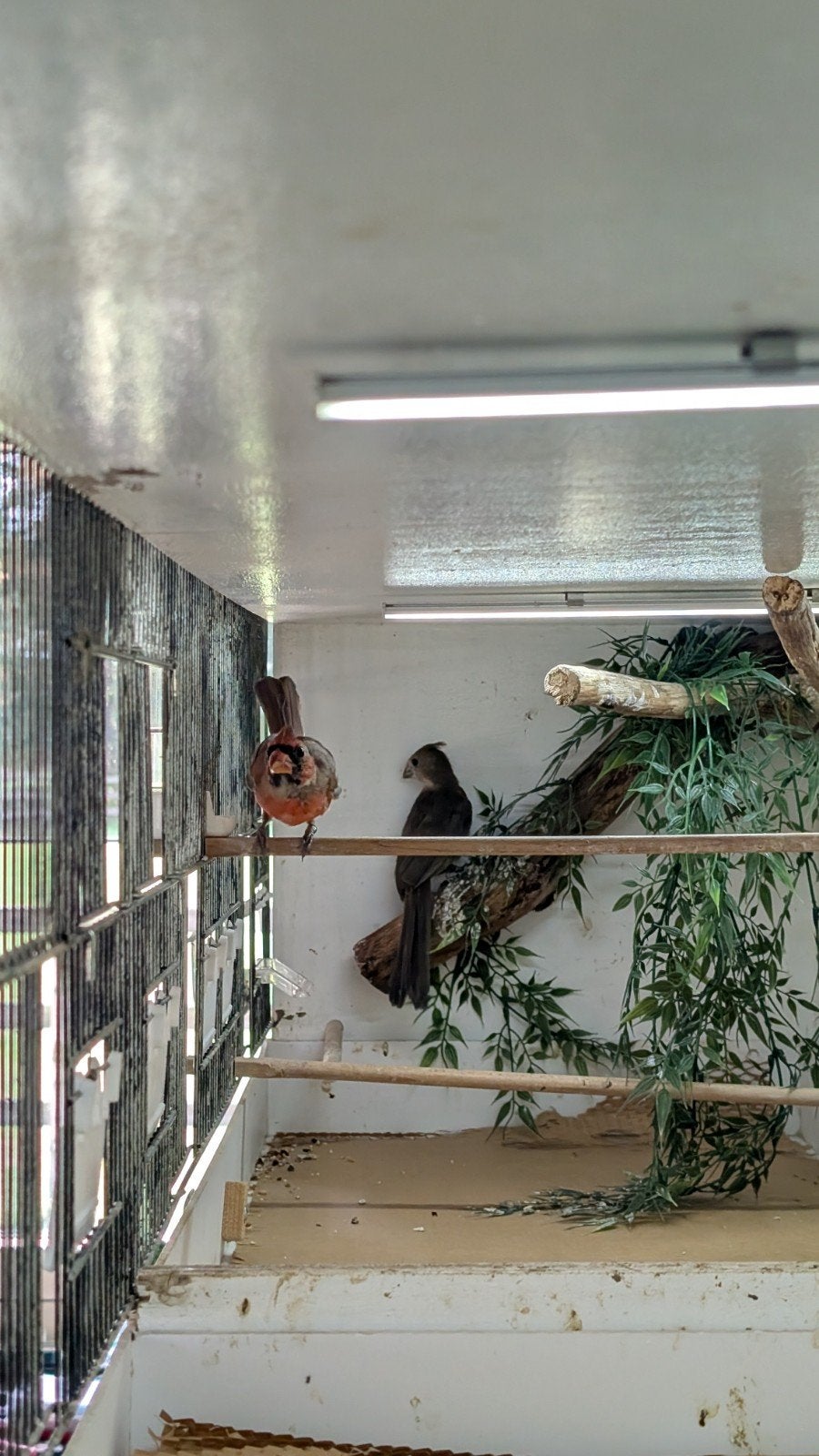 Jong koppel rode kardinalen, 2026, Meerdere dieren