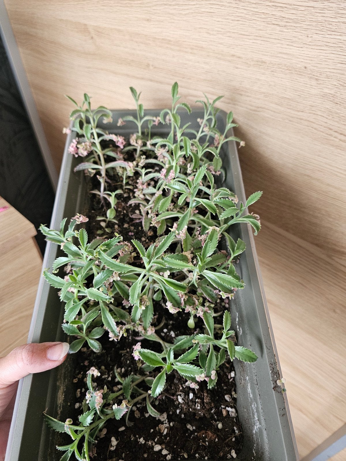 bak vol kalanchoe pink butterfly stekjes, Huis en Inrichting, Kamerplanten, Ophalen of Verzenden, Halfschaduw, Minder dan 100 cm