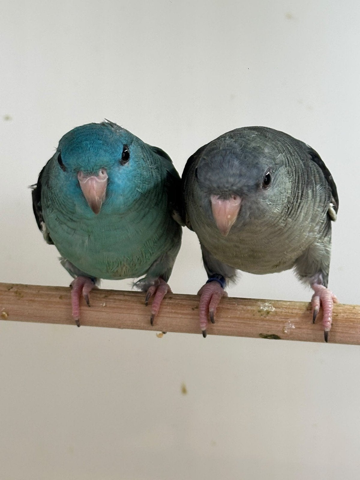 Catherina parkieten, Meerdere dieren, Parkiet