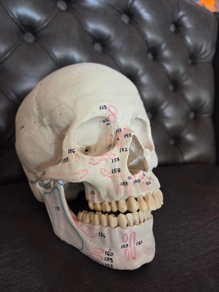 Anatomie schedel mens, Ophalen of Verzenden