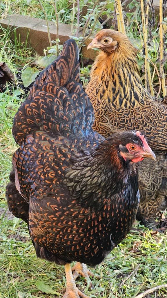 2 mooie Barnevelder hennen en 1 Brahma kriel hen Te Koop, Dieren en Toebehoren, Pluimvee, Vrouwelijk, Kip