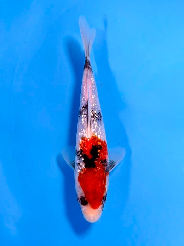 Japanse Koi – Marushi | Ginrin Showa | Incl Certificaat, Karper of Koi