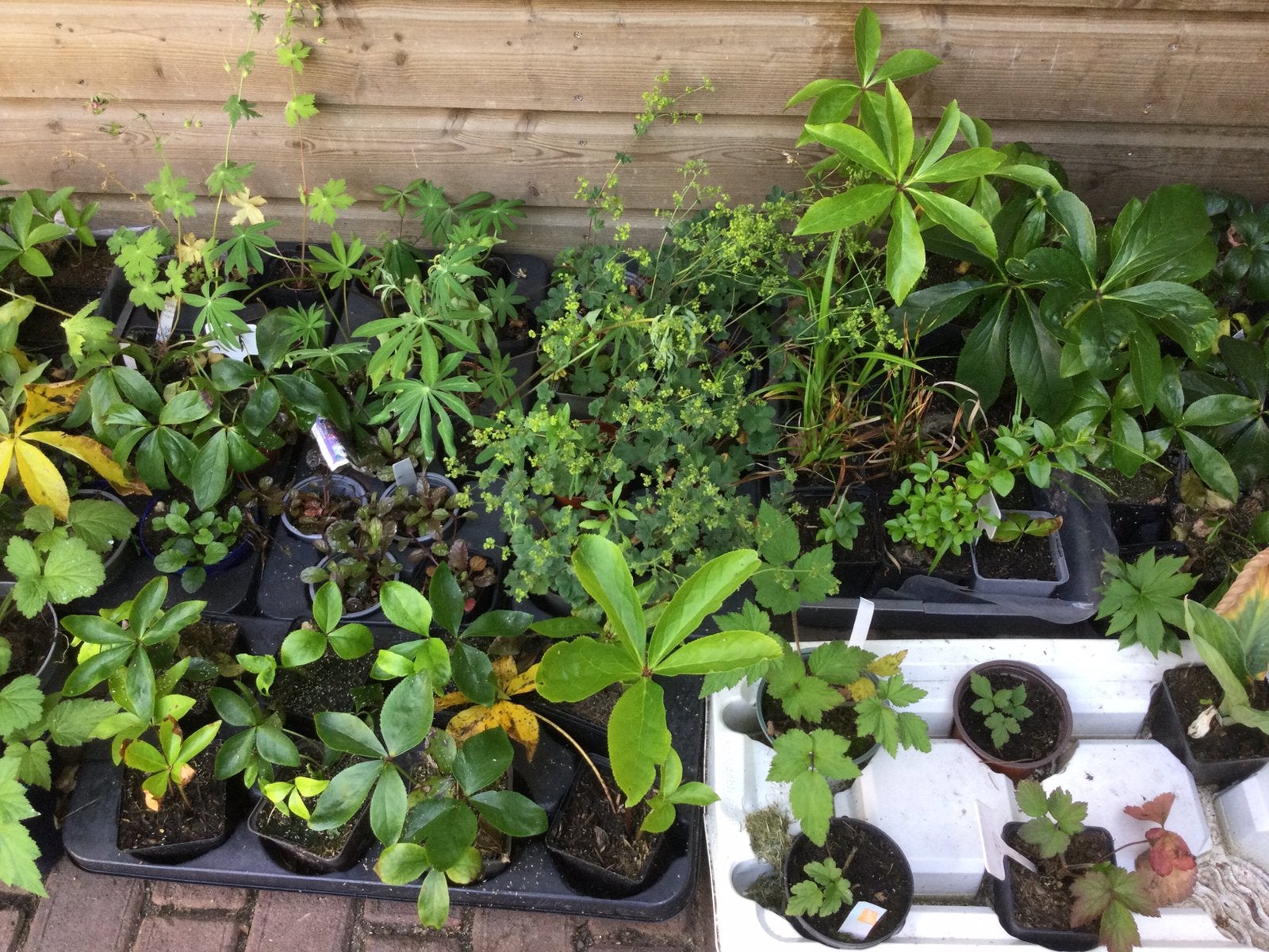 Diverse vaste planten, Ophalen of Verzenden, Overige soorten, Volle zon