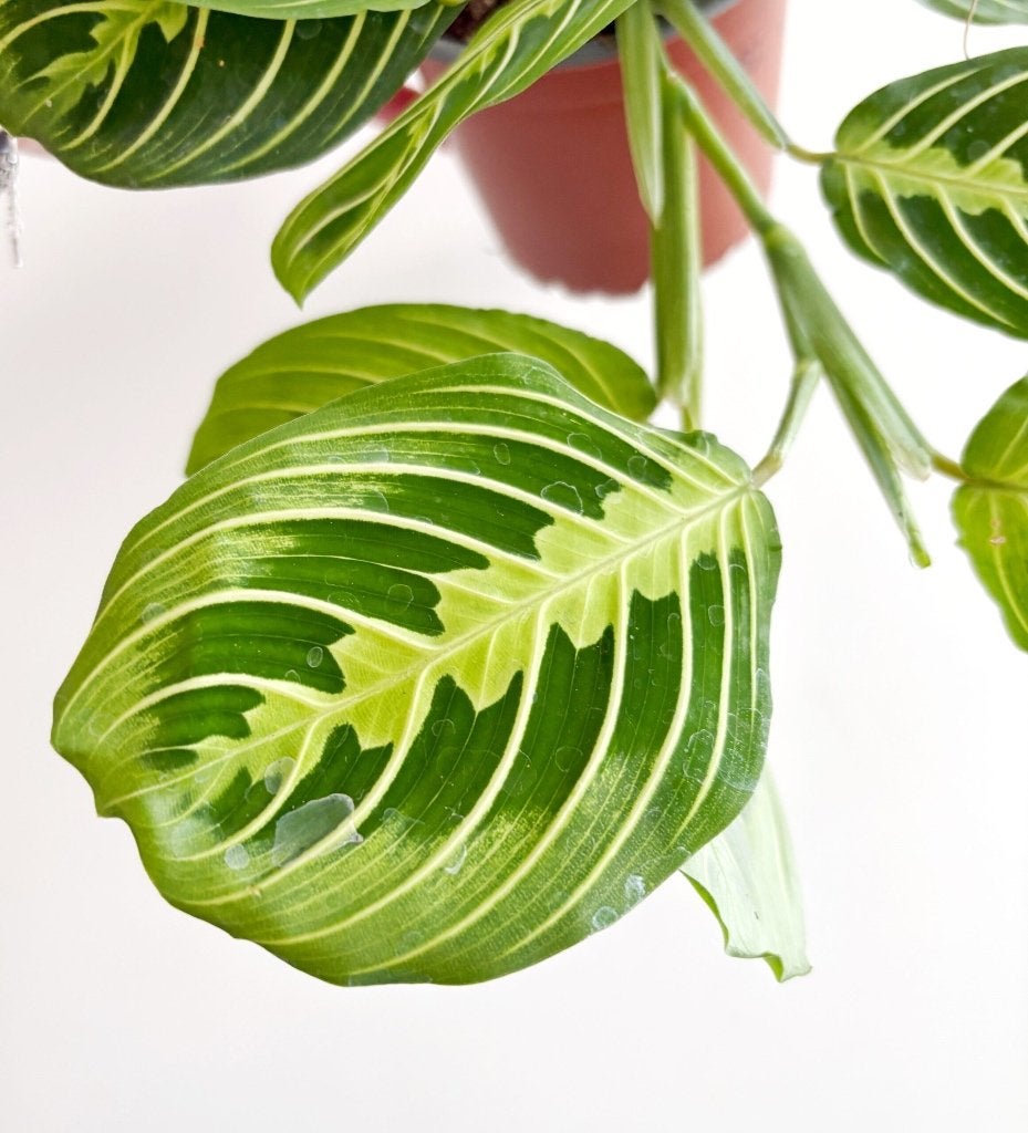 Maranta Lemon Lime stekje, Ophalen of Verzenden, Halfschaduw, Minder dan 100 cm