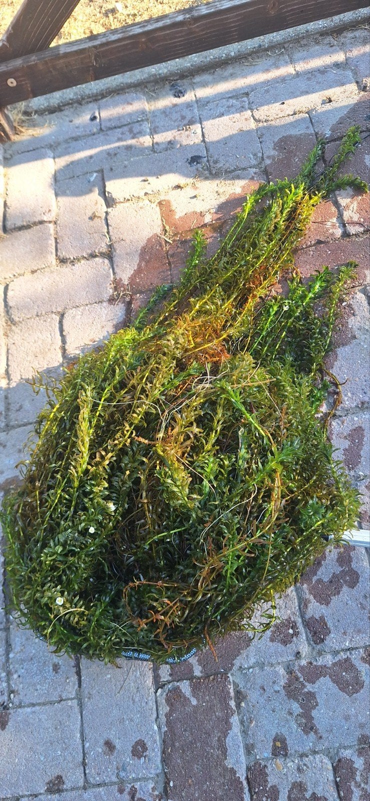 Grote bossen waterpest, Tuin en Terras, Vijvers, Ophalen