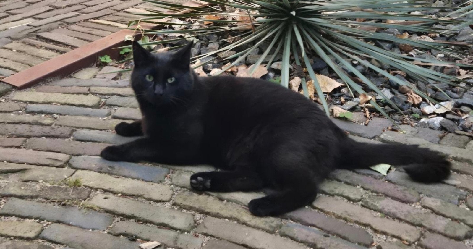 Nieuw thuis gezocht voor lieve kater (6), Kater, Kortharig, 6 jaar of ouder