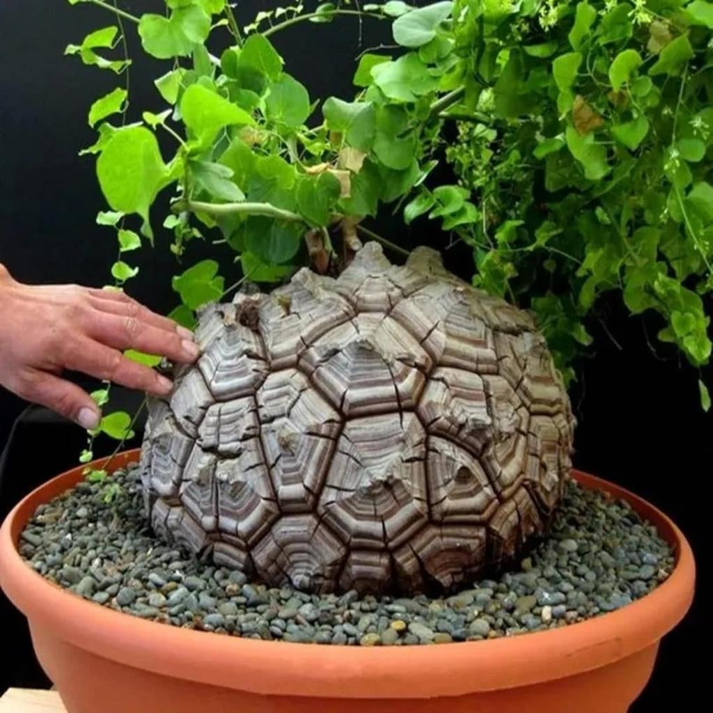 Dioscorea Elephantipes schildpad Caudex, Huis en Inrichting, Kamerplanten, Ophalen of Verzenden, Vetplant, Volle zon, Minder dan 100 cm