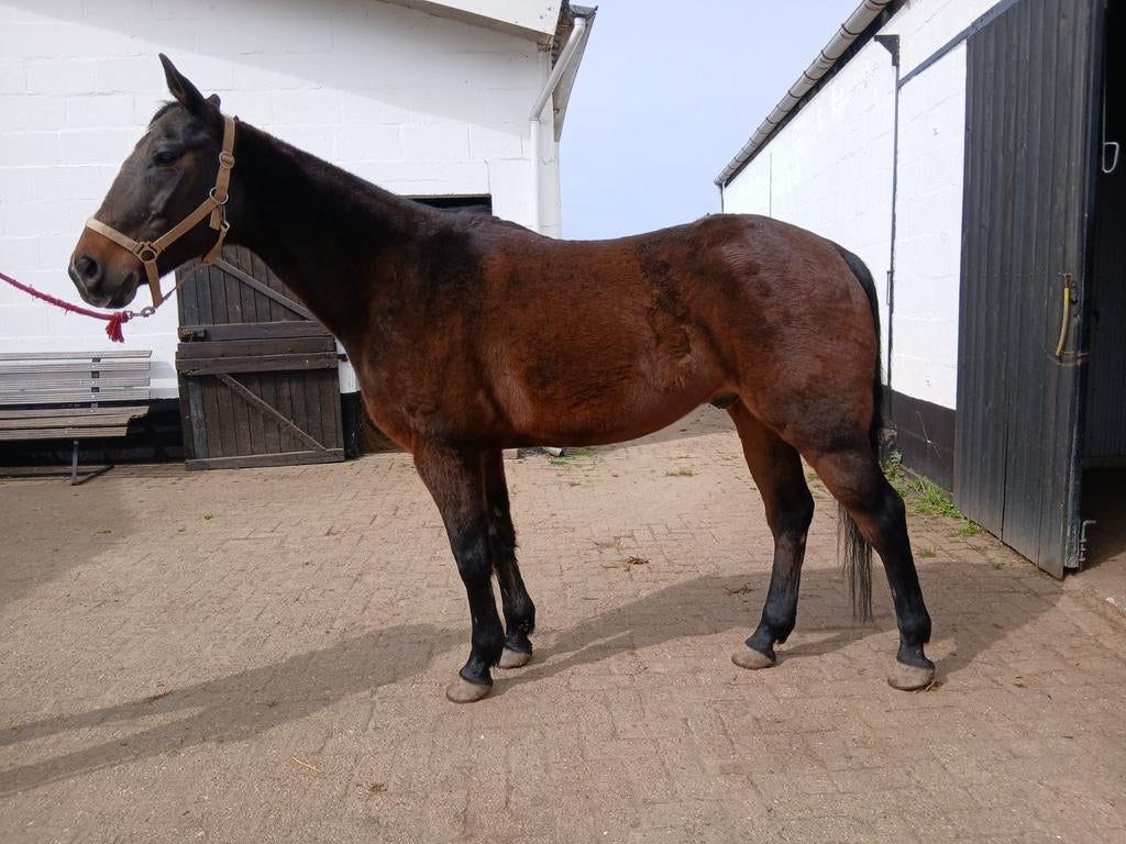 Te koop of te ruil quarter ruin, Dieren en Toebehoren, Paarden, Minder dan 160 cm, Ruin, Niet van toepassing, Westernpaard