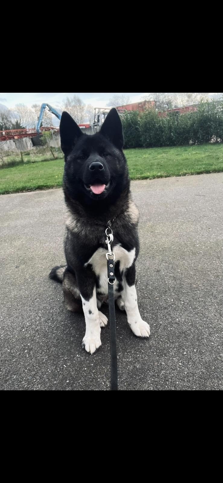 Supermooie Amerikaanse akita teefje!, Dieren en Toebehoren, 1 tot 2 jaar, Teef, Eén hond, Nederland