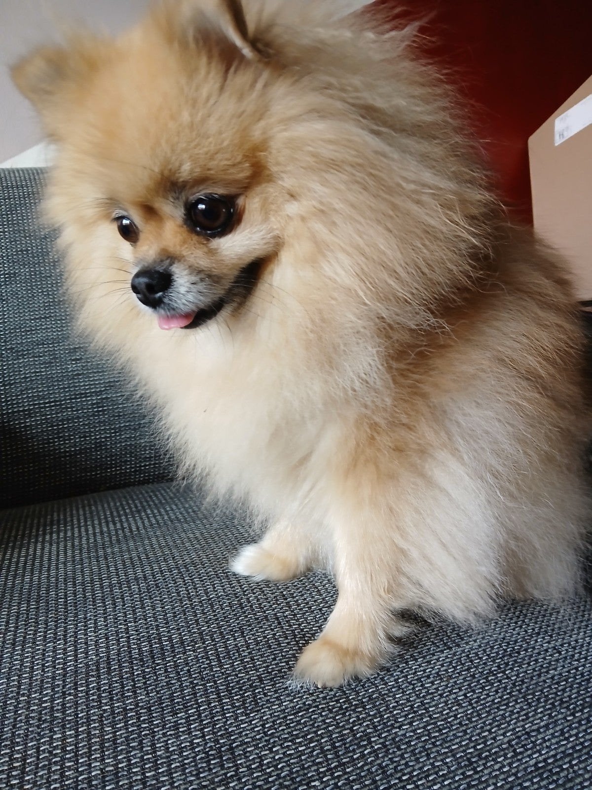 Pomeranian spits, Teef, Meerdere, 3 tot 5 jaar, Nederland