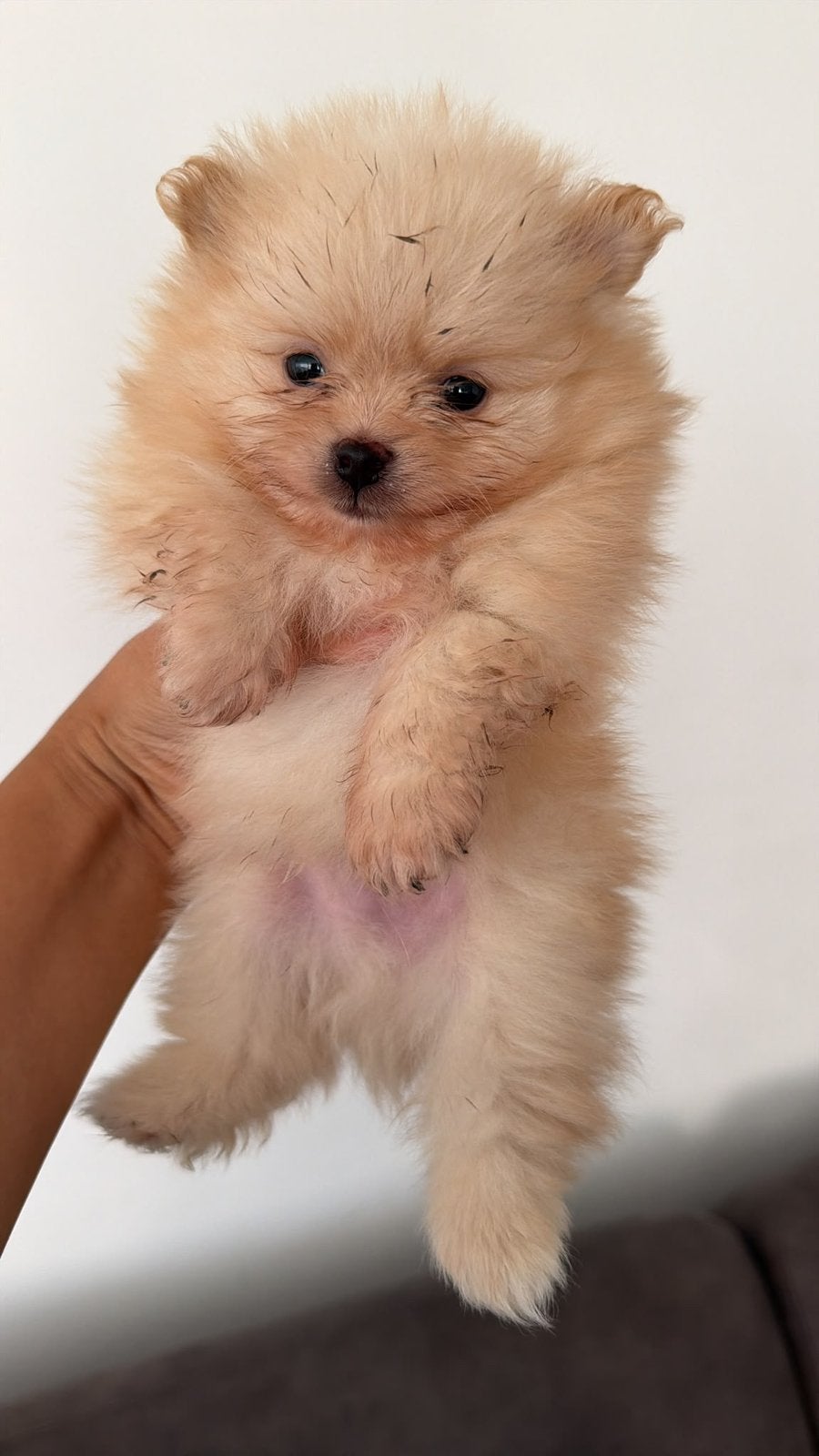 Pomeranian pups – 2 reutjes en 1 teefje - zie beschrijving, Dieren en Toebehoren, Keeshond, Rabiës (hondsdolheid), 8 tot 15 weken