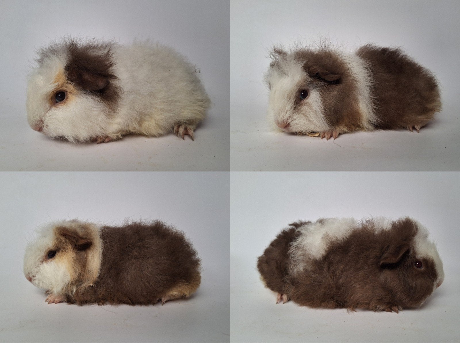 Jonge Ch teddy beertjes - choco/creme/wit - mogen verhuizen, Dieren en Toebehoren, Knaagdieren, Cavia, Juli, Meerdere dieren, Tam