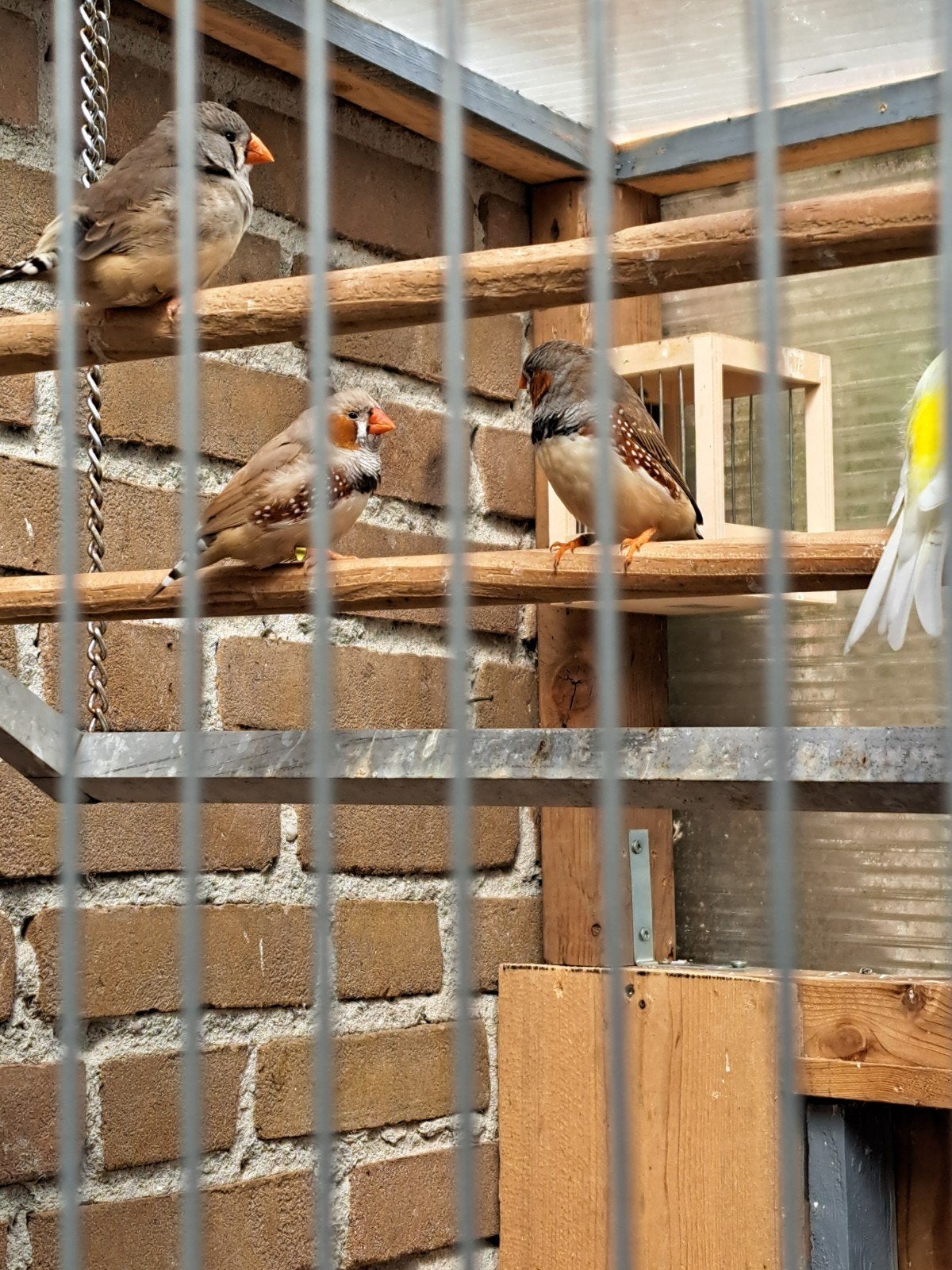 zebra vinken, Meerdere dieren, Kleurkanarie