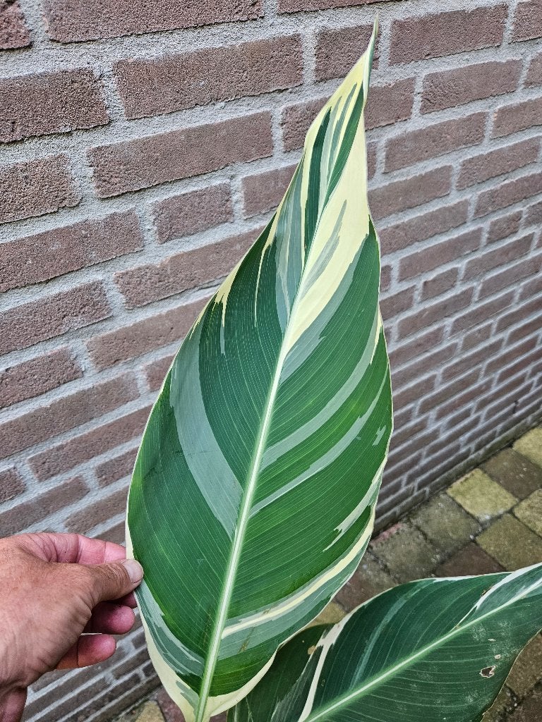 Canna 'Stuttgart' - Indisch Bloemriet, Tuin en Terras, Planten | Tuinplanten, Ophalen, Overige soorten, Volle zon