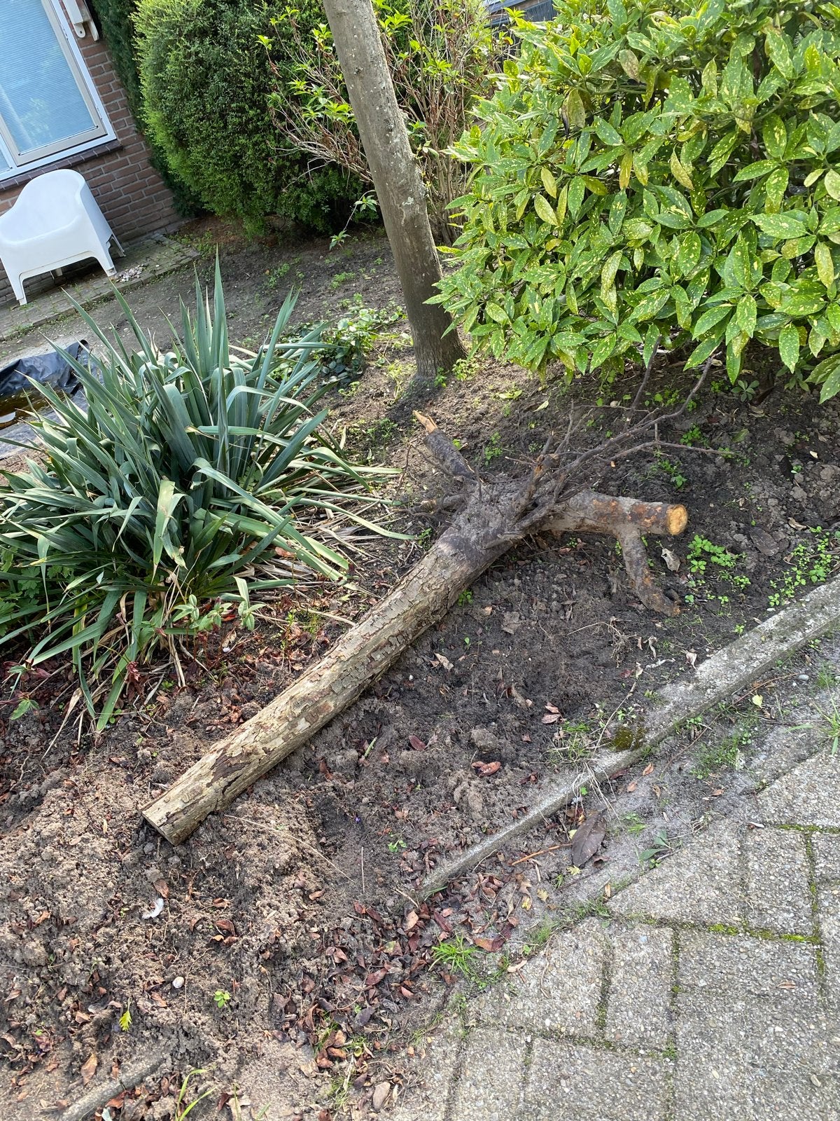 Gratis boomstronk voor haardhout - Ophalen in Den Bosch, Minder dan 3 m³, Ophalen, Overige houtsoorten, Stammen