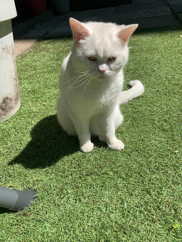 Kattenoppas gezocht / vakantieoppas, Ophalen