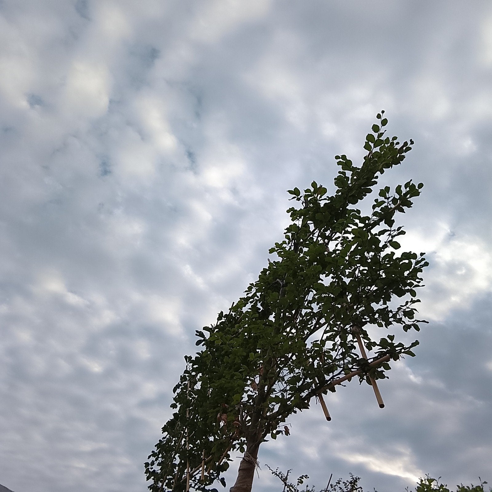 3 Leibeuken (Fagus sylvatica) leiboom beuk, Overige soorten, Volle zon, Ophalen of Verzenden, Bloeit niet