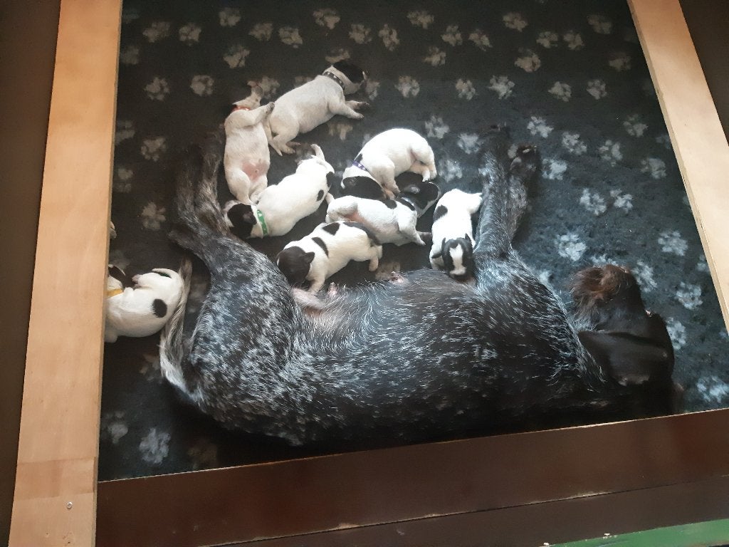 Gezonde Duitse Staande Draadhaar Pups, Dieren en Toebehoren, Duitse Staande hond, Parvo, 8 tot 15 weken, Meerdere
