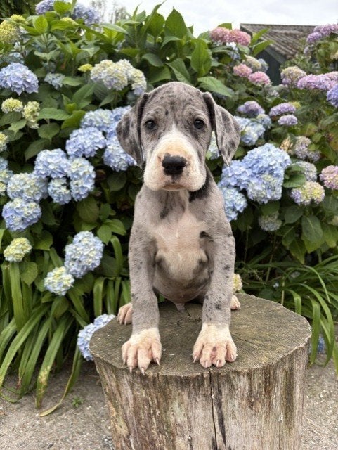 Prachtige Duitse dog pups, Parvo, Nederland, Overige rassen, 8 tot 15 weken