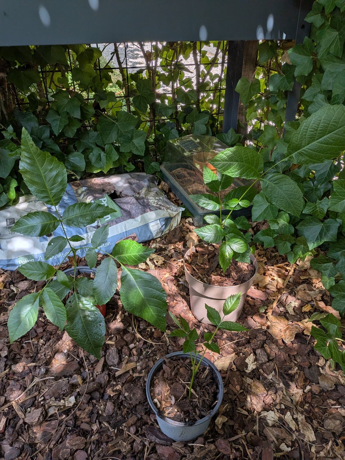 Walnoot Zaailingen - Diverse Maten (20-120 cm), Tuin en Terras, Planten | Bomen, Ophalen, Overige soorten