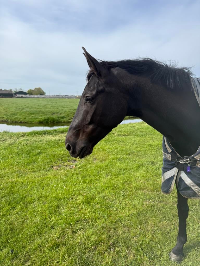 8 jarige zwarte merrie te koop, Merrie, 170 tot 175 cm, Recreatiepaard, 7 tot 10 jaar