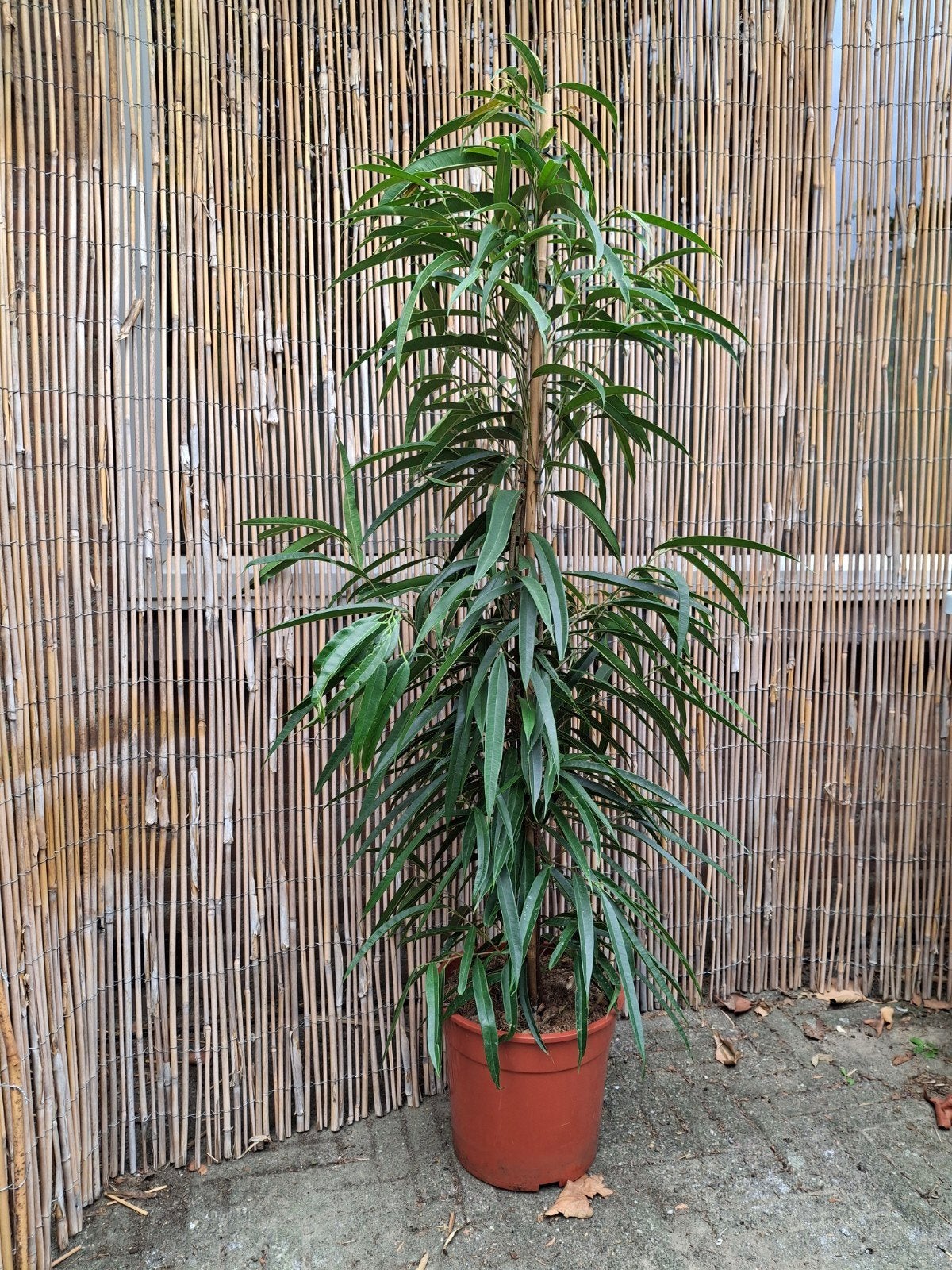 Grote Ficus Alii plant in pot 125cm hoog, Ophalen, Ficus, 100 tot 150 cm, Halfschaduw
