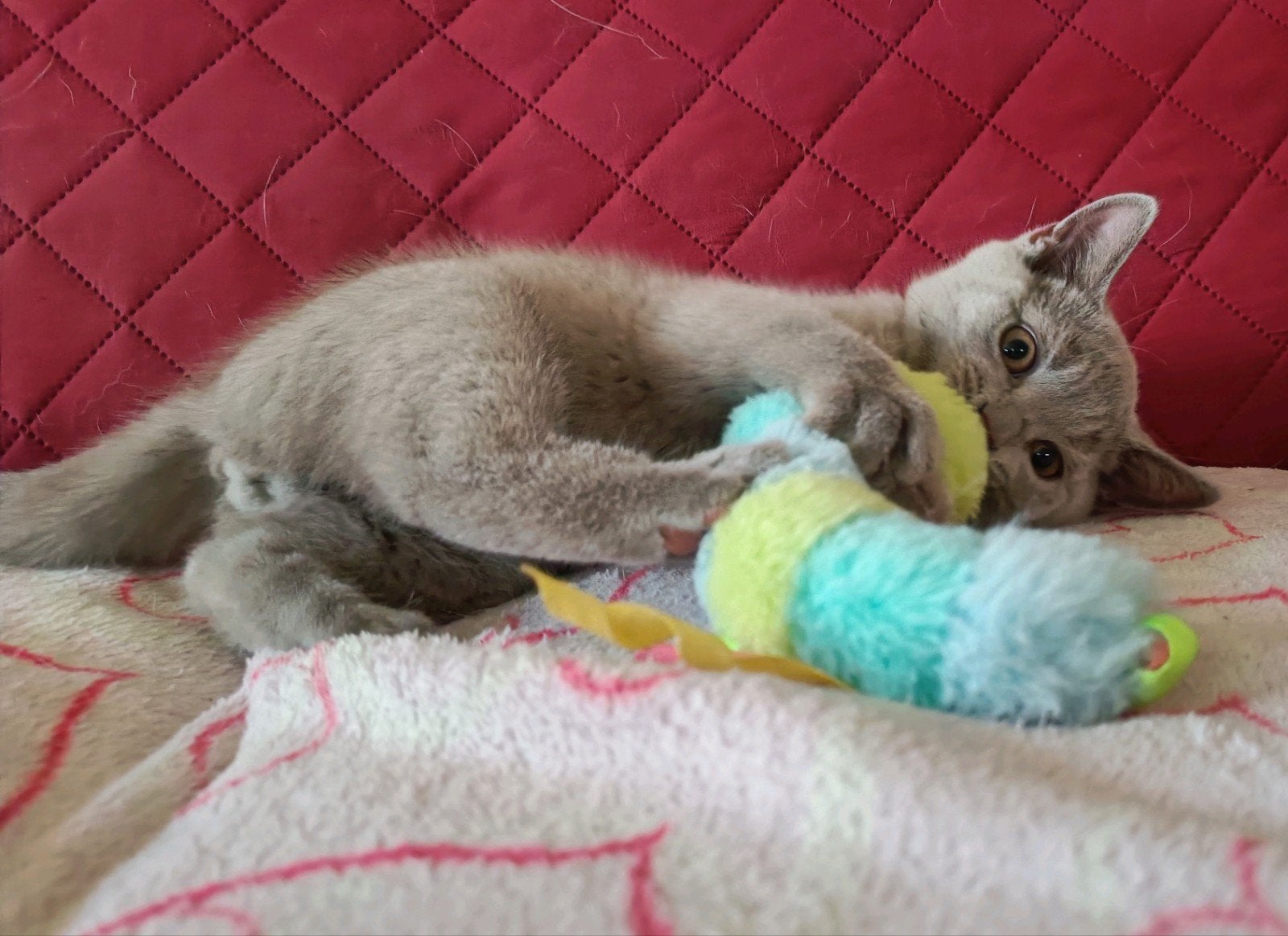 Leuke lilac Brits korthaar kitten, Meerdere dieren, Ontwormd, 0 tot 2 jaar