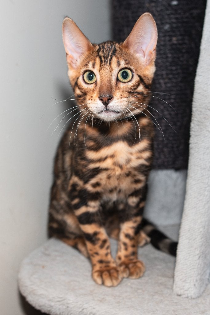 Twee prachtige raszuivere Bengaalse katertjes, Dieren en Toebehoren, Kater, Met stamboom, 0 tot 2 jaar