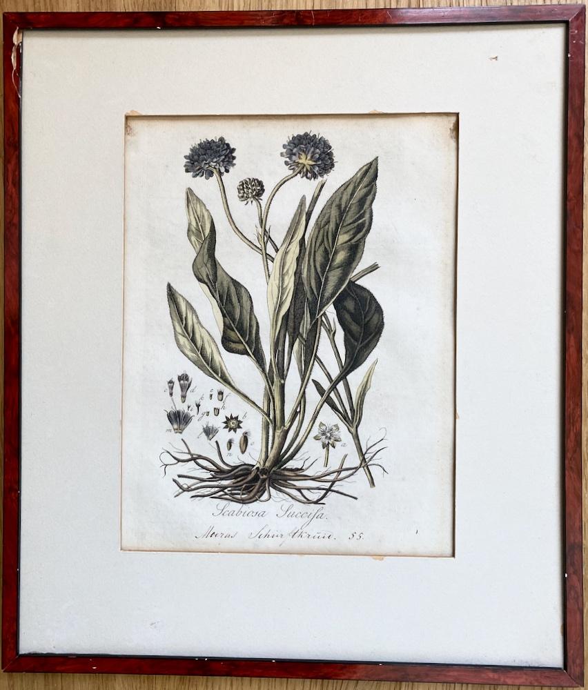 Botanische/planten etsen, Ophalen, 1800 - 1899, Flora en Fauna, 36 cm