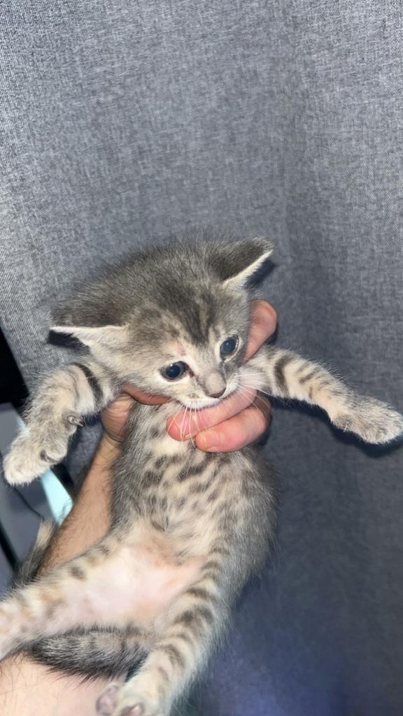 grijze kittens 8 weken oud, Ophalen, Zo goed als nieuw